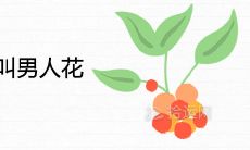 鸡蛋花为什么叫男人花 寓意吉利吗