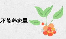 康乃馨为什么不能养在家里 风水寓意吉祥吗