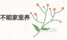 法师多肉为什么不能在家里养 有哪些风水讲究