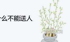 家中吊兰为什么不能送人 有哪些风水说法