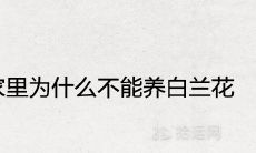家里为什么不能养白兰花 风水寓意是什么