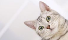 黄圣豪姓名评分96分