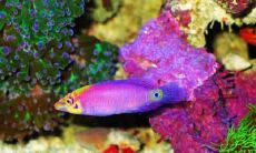 闵信祥姓名评分89分