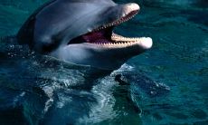 屈炳红姓名评分85分