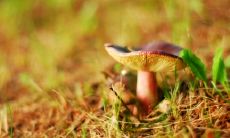 骆江斌姓名评分66分