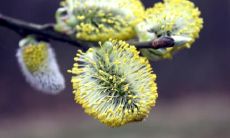 林钟臧姓名评分65分