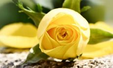 2022年为什么不能生5月虎