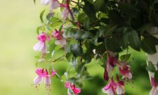 2022年下半年最旺的生肖 迎来转机的属相