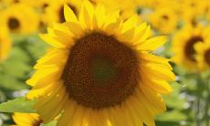 2022年很多人换大运是真的吗 运势最旺最顺的生肖