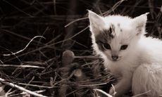 虎年猴女能生宝宝吗 适合在2022年要孩子吗