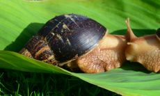 男属羊女属狗生虎宝宝好吗 在2022年要孩子怎么样