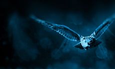 属猴避开生几月的虎 忌讳哪个月生虎宝宝