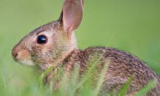 2022年几月份怀孕属兔最好 最佳备孕时间