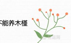 为什么家中不能养木槿 不吉利吗