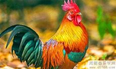 属鸡人2022年运气最好的月份 提升运势建议