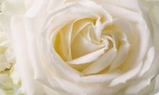 中国的情人节有几个 2月14日情人节的含义