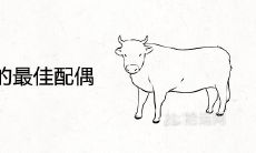 85年属牛的最佳配偶 上等婚配属相