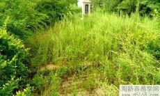 坟上长草好不好,坟头不长草好不好吉凶