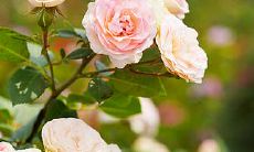 海中金命格的人买房子什么方位好