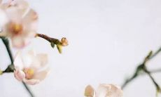 正月初九出生命运好不好 是什么星座