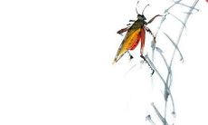 大年初九为什么要放烟花 大年初九为什么要放鞭炮