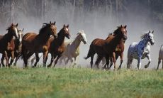 平伟军姓名评分88分