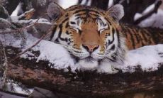 荣英饺姓名评分100分