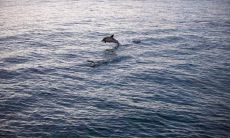 滑林虎姓名评分82分