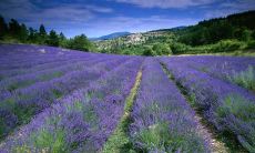 安忠民姓名评分75分