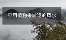 应用植物来转运的风水