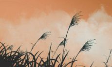 2023年结婚的生肖羊 婚姻运势非常理想