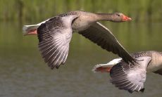 2023年最吉利的生肖 生肖狗和生肖牛和生肖猪