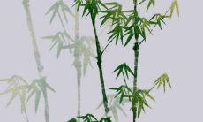 生肖牛2023年两喜 事业晋升和桃花旺盛