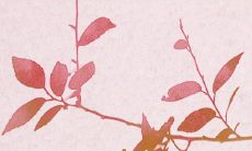 2023年易添丁的生肖 生肖狗和生肖羊