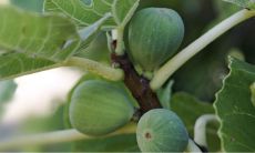 2023年是哪个生肖年 2023年五行属什么