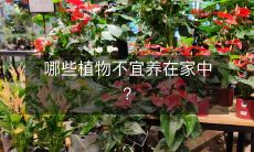 哪些植物不宜养在家中?