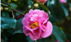 鸡2023年配饰生肖 本命佛和生肖龙吉祥物