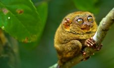 2023年哪些生肖好呢 生肖牛幸福美满