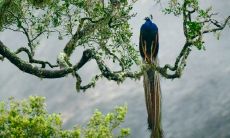 生肖牛2023年爱情 正缘生肖是属蛇的