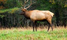 大门口种树有什么讲究 桂树灵芝吉祥如意