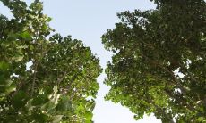 2022生肖狗的流年运程 工作压力加感情不如意