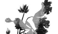 2023年生肖虎的全年运势 好运加持事事顺利