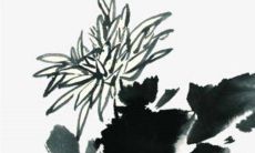 本命年2023可以养仙人掌吗 带来财运蒸蒸日上