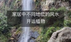 家居中不同地位的风水开运植物