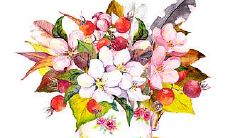 散尾葵的摆放忌讳