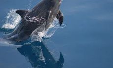 卧室门口可以放什么 水墨画和五帝钱财运越来越旺