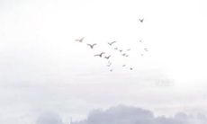 2023年可以结婚的属相 甜蜜幸福白头偕老