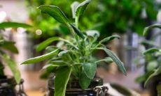 八字4两属虎女好吗 婚姻仍然不是很稳定