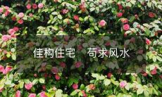 佳构住宅 苟求风水