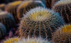 八字属虎的女人 脾气太差不懂节俭